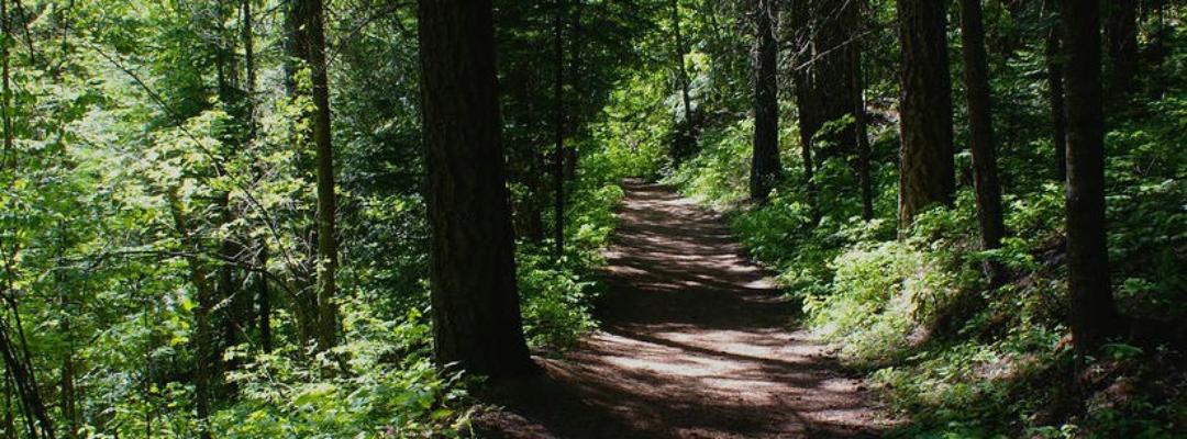 deep woods path cropped.jpg